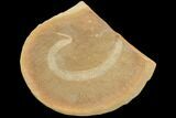 Fossil Polychaete Worm (Polychaeta) - Illinois #120979-1